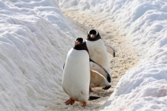 Gentoo's coming down hill two by two. They stopped starred at me for a few minutes and then continued their down hill trip to the ocean.