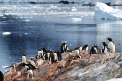 Emperor pereguins , a larger penguin,can hold their breath longer than the smaller penguins such as Gentoo's. Emperors have been recorded at a depth of over 1700 feet for 18 minutes. Gentoo's can dive to over 200 feet for about a minute.