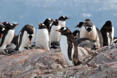Penguins sleep on land and while floating at sea. On land they can sleep lying down or standing up sometimes with their head tucked below one wing.