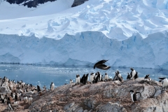 Prey flying low over the Gentoo babies looking for a meal.