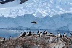 Gentoo parents keeping a sharp eye out for any fast movements from the prey flying close over them.