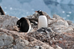 A female and Male with two small chicks in their nest. Note all the rocks that the male has been busy building for his family.