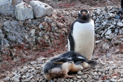 Two pooped out chicks with a parent watching over them.
