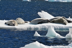 Seals taking advantage of the sun on the water and iceberg