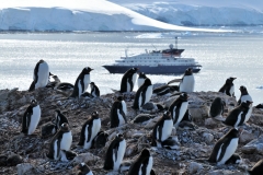 Male and female penguins look identical to the untrained eye. Males tend to be heavier than females.