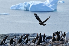 Penguins looking up at a predator making loud noises to scare the predator to leave them alone.