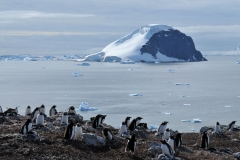 Penguins usually greet each other in several ways such as the ecstatic display, bowing and quivering. The mutual ecstatic display involves the pair facing each other and bowing and pointing their bills to the sky and braying or trumpeting together.