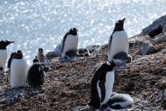 Penguins do not have teeth. A Penguins beak has sharp edges and is hooked to trap wriggling fish. the tongue and roof of the beak is lines with flexible, downward pointing spines which hold on to their slippery food.