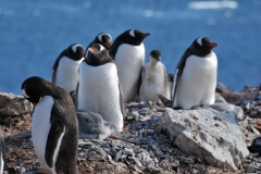 Penguins are long lived. Emperor penguins have been recorded living up to 50 years but most species generally can live 10 to 20 years.
