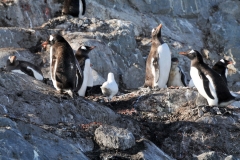A few of the local neighbors taking in some rare sun at the moment.