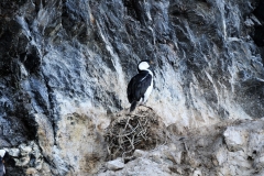 Local birds