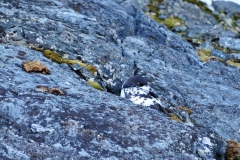 Bird in a nest in the side of the cliff.