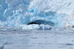 One in 10,000 billion chance to actually see "Ice Calving", also known as glacier calving or iceberg calving. It is the breaking of ice chunks from the edge of a glacier. I was lucky to capture the following sequence of photos as it is breaking off and falling into the water. You see it first and then seconds later you will hear the rumble of the ice crashing into the water. By then it is too late to capture it. I had a feeling this ice was about to fall and kept my camera ready to start shooting photos. I was right and captured the following sequence of photos.