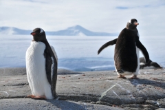 A penguin lovers discussion.