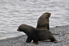 Fur Seals playing on the beach as we come ashore this morning.