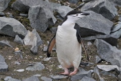 Today we encountered a large colony of Chinstrap Penguins.