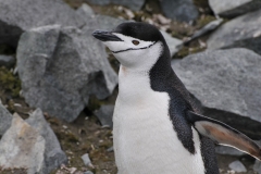 The chinstrap is recognized by the narrow band of black feathers which extends from ear to ear, just below the chin and the cheeks, hence the name.