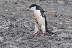 They have a similar diet to the Gentoo consisting of krill, small fish and other roaming crustaceans. They are considered near shore feeders foraging among the pack ice. .