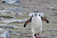 Dives typically last less than a minute and are seldom more than 200 feet deep. Using their flippers to fly at speeds of up to 20 miles per hour.