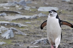 On land they often toboggan on their stomachs propelling themselves by their feet and flippers.