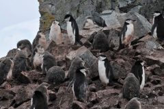 They do leave their colonies and move north of the pack ice in March for the winter.
