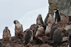 The principal predator of adult chinstraps is the leopard seal, while the main predators of eggs and chicks are sheatbill and brown skua birds.
