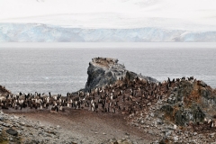 Who said there is a shortage of penguins?