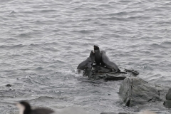 3 Fur seals playing king of the rock.