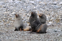 Lots of Fur seals