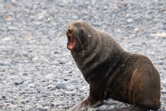 He is not happy we are too close to him and he is letting us know..