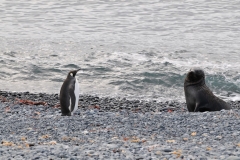 An Emperor Penguin and an Elephant Seal