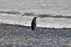 Emperor Penguin. A rare find on a beach. We were lucky.