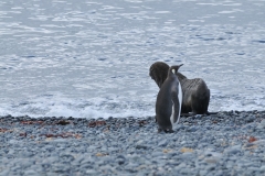 Emperor Penguin and an Elephant Seal. Wow amazing.