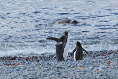 Elephant seal, Emperor Penguinm and a Gentoo seal. Wow.. what luck.