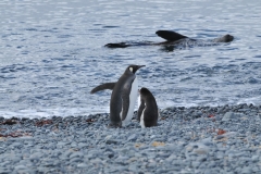 And it gets better. Elephant seal is swimming with flapper in the air, Emperor Penguin and Gentoo Penguin on the beach. Great day in the Antarctic.