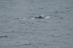 A fin whale has a sleek, streamlined body with a V-shaped head. It has a tall, hooked dorsal fin, about two-thirds of the way back on the body, that rises at a shallow angle from the back.