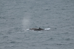 A fin whale is a filter feeder and hunts by swimming with its mouth open towards its prey, taking in large amounts of water as well as food.