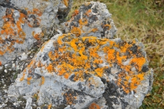 The tiniest of plant life alive in the Arctic.