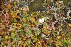 A rare discovery of a flower blooming in the arctic.