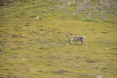 Reindeer run wild throughout the area and in town.