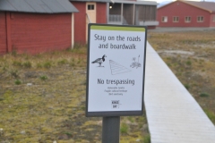 As a visit in Ny-Ålesund it's also important that one walks on the roads and wooden pathways, and not on the tundra.
