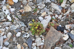 View of a small tundra plant