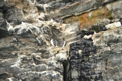Brünnich’s Guillemot. Black and white bird found in the Arctic