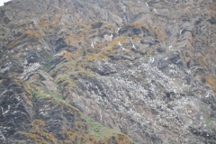 This is not surprising, as glaucous gulls are scavenging birds known to raid other bird colonies in search of eggs and chicks. They will also hover above humans and foxes, hoping a distraction will enable them to snatch up their prey without interference.