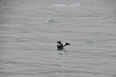 Black guillemot.  One of the more stylish Arctic birds, black guillemots are known to change their colors to match their environments