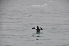 The farther north a guillemot is found, the whiter its plumage will be. They’re also particular about how they hold fish in their beaks. This trait is still unexplained, though some think it is related to where these birds like to hunt.