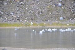 Large group of the Gloucous Gulls