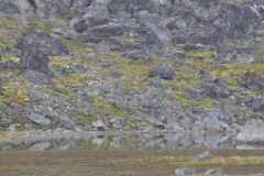 We spent several hours walking across the rocky landscape to to discover magnificent new glaciers and ice fields.  An ice fox ran across us as we were walking. I missed the photo  shot of it.