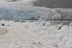 Ice that has broken off the main glacier through calving.