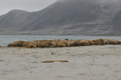 Next landing is Smeerenburg. Smeerenburg was a whaling settlement on Amsterdam Island in northwest Svalbard. It was founded by the Danish and Dutch in 1619 as one of Europe's northernmost outposts. With the local whale population soon decimated and whaling developed into a open sea industry, Smeerenburg was abandoned about 1660.